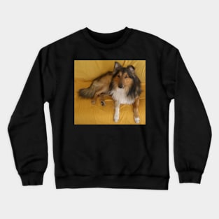 shetland sheepdog laying Crewneck Sweatshirt